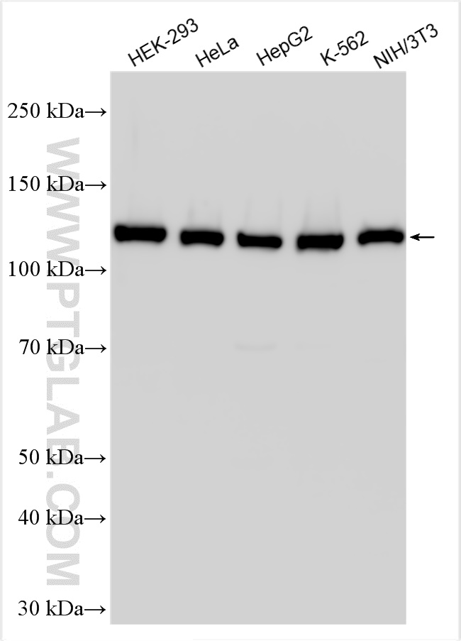 WB analysis using 20353-1-AP