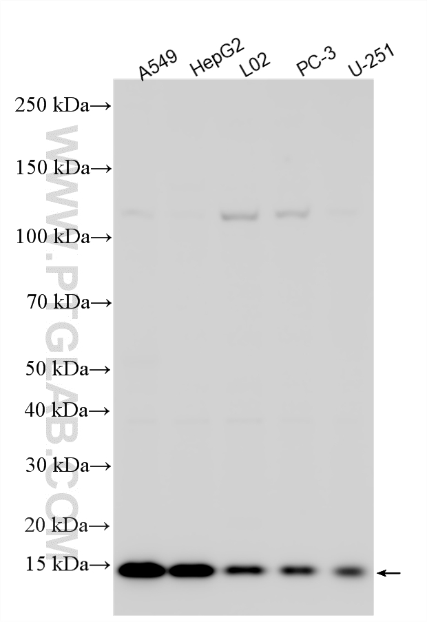 WB analysis using 14273-1-AP