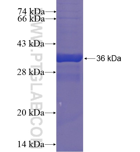 SRX1 fusion protein Ag5613 SDS-PAGE