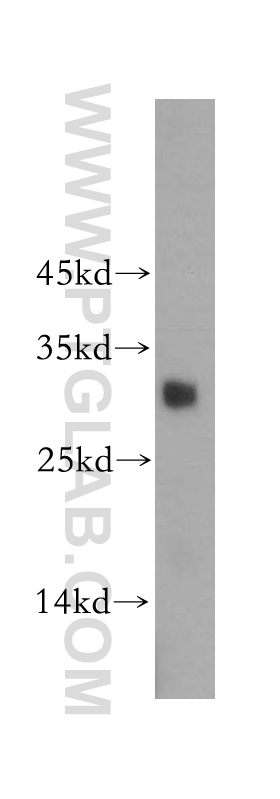 WB analysis of human testis using 17930-1-AP