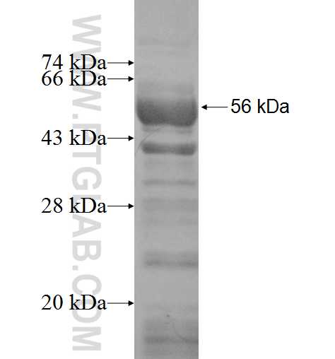 SRrp35 fusion protein Ag3433 SDS-PAGE