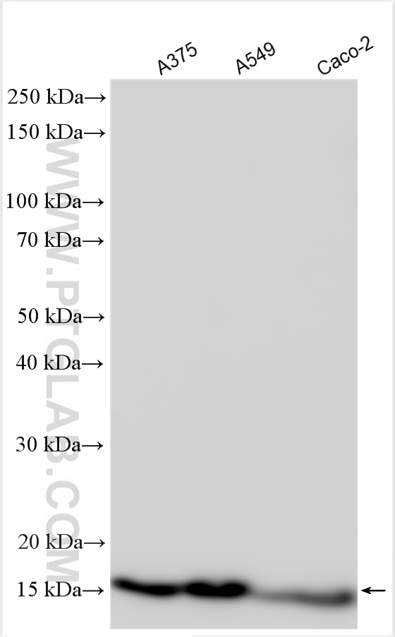 WB analysis using 12212-1-AP