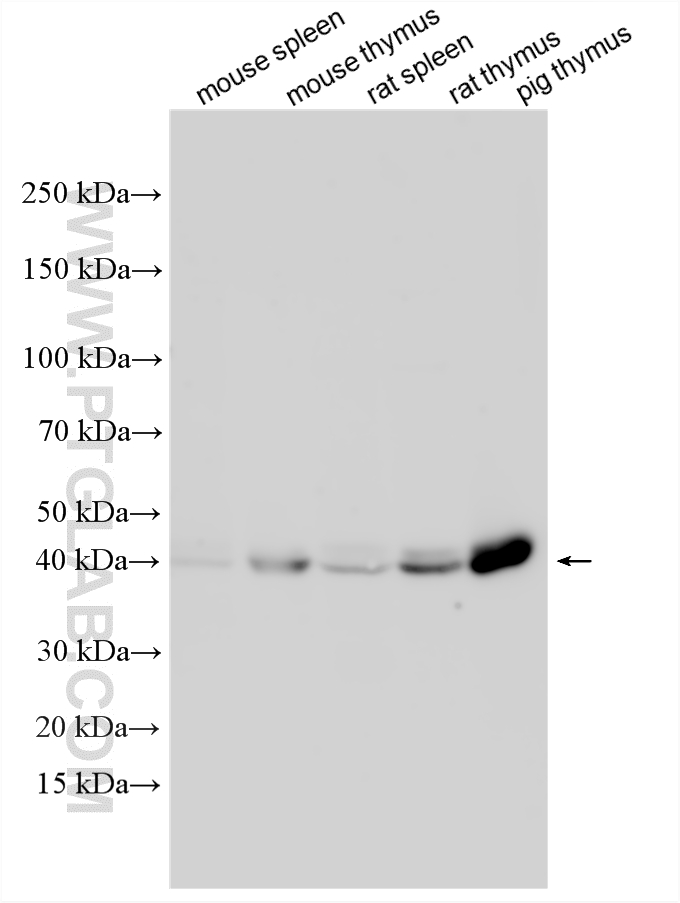 WB analysis using 33854-1-AP