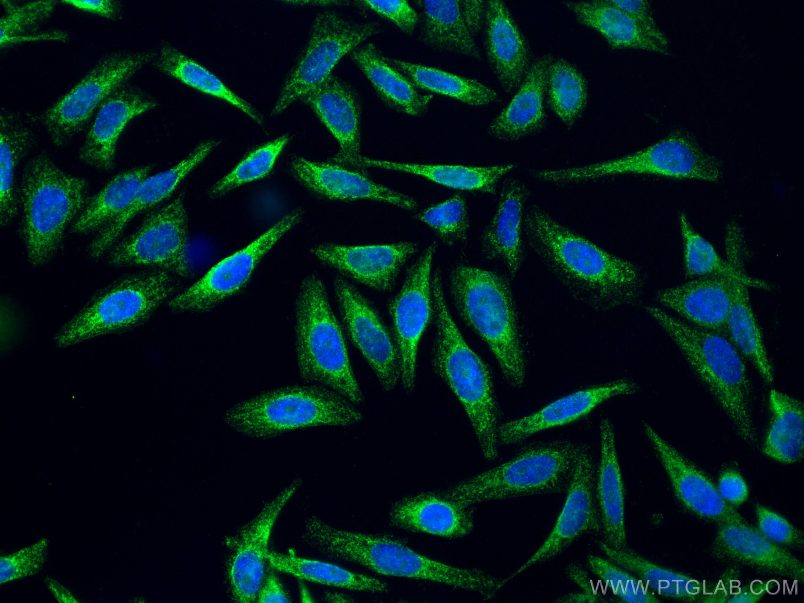 IF Staining of HepG2 using 10278-1-AP