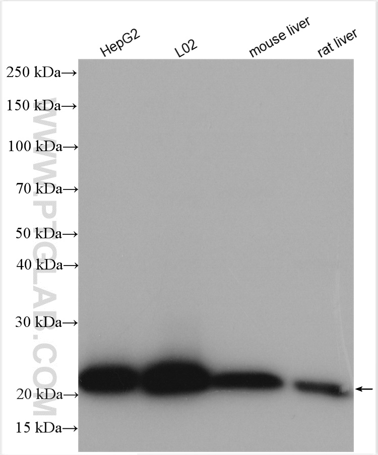 WB analysis using 10278-1-AP