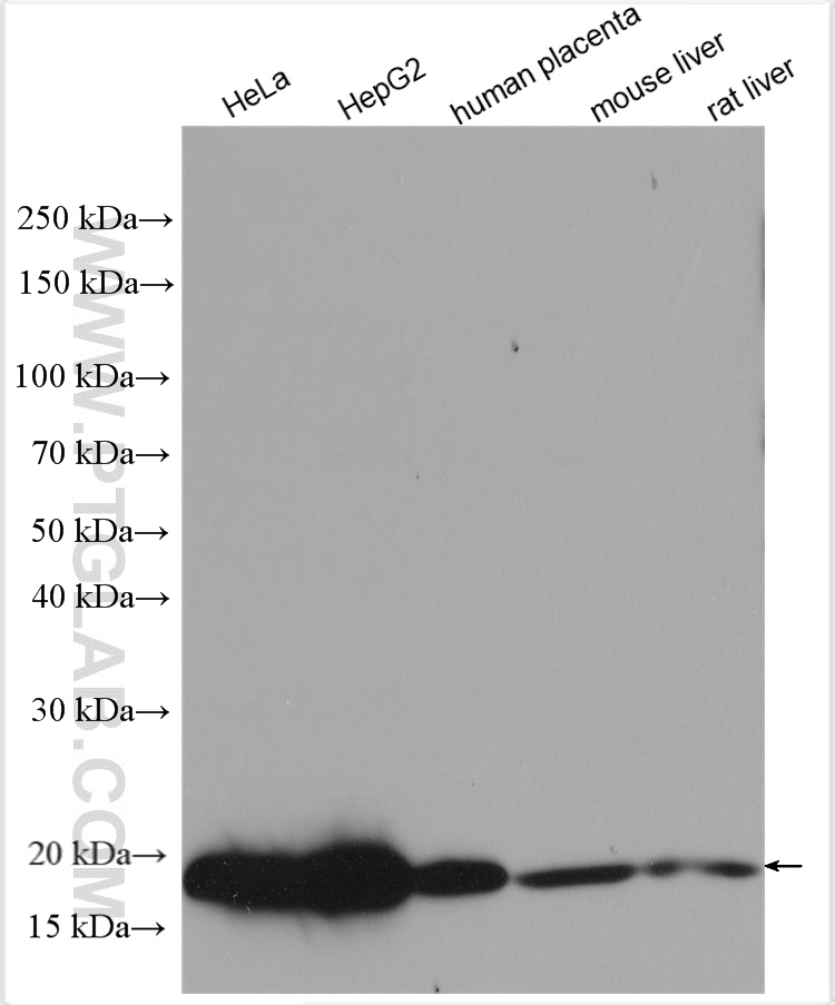 WB analysis using 11655-2-AP