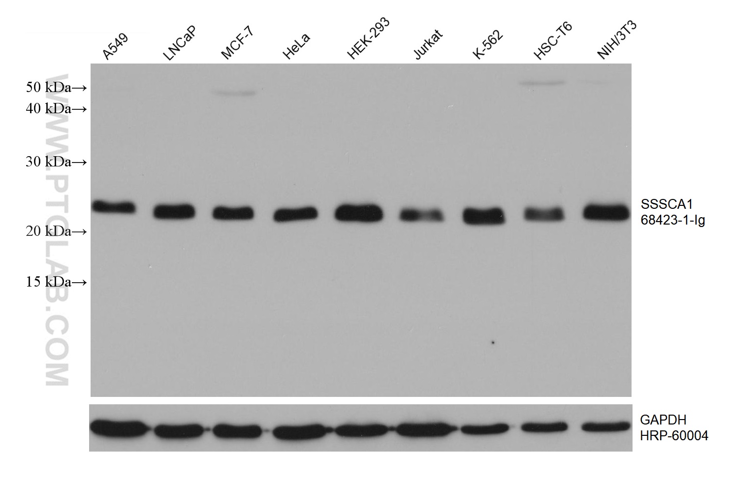 WB analysis using 68423-1-Ig