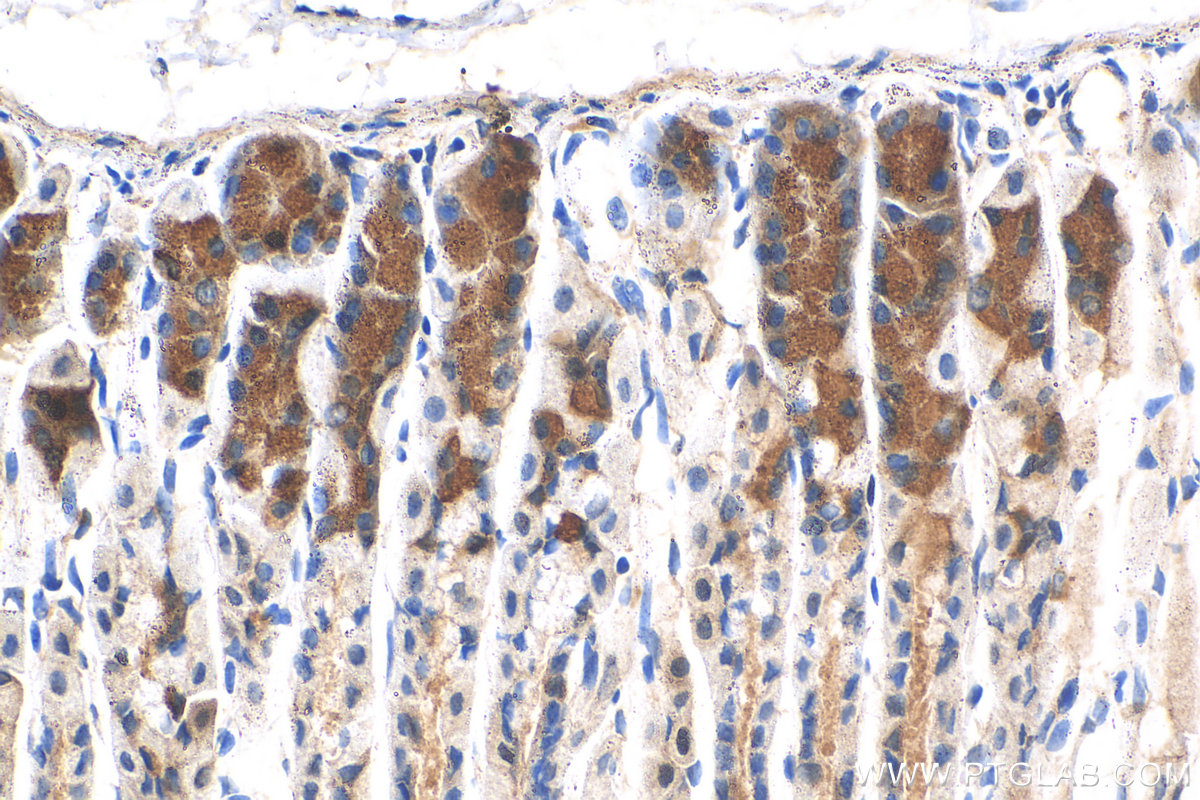 IHC staining of mouse stomach using 20404-1-AP