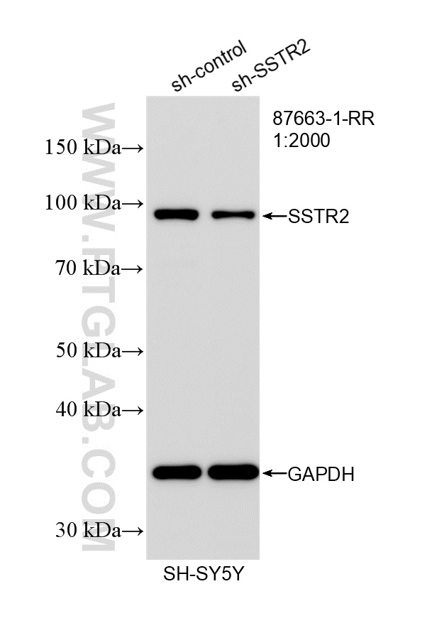 WB analysis of SH-SY5Y using 87663-1-RR