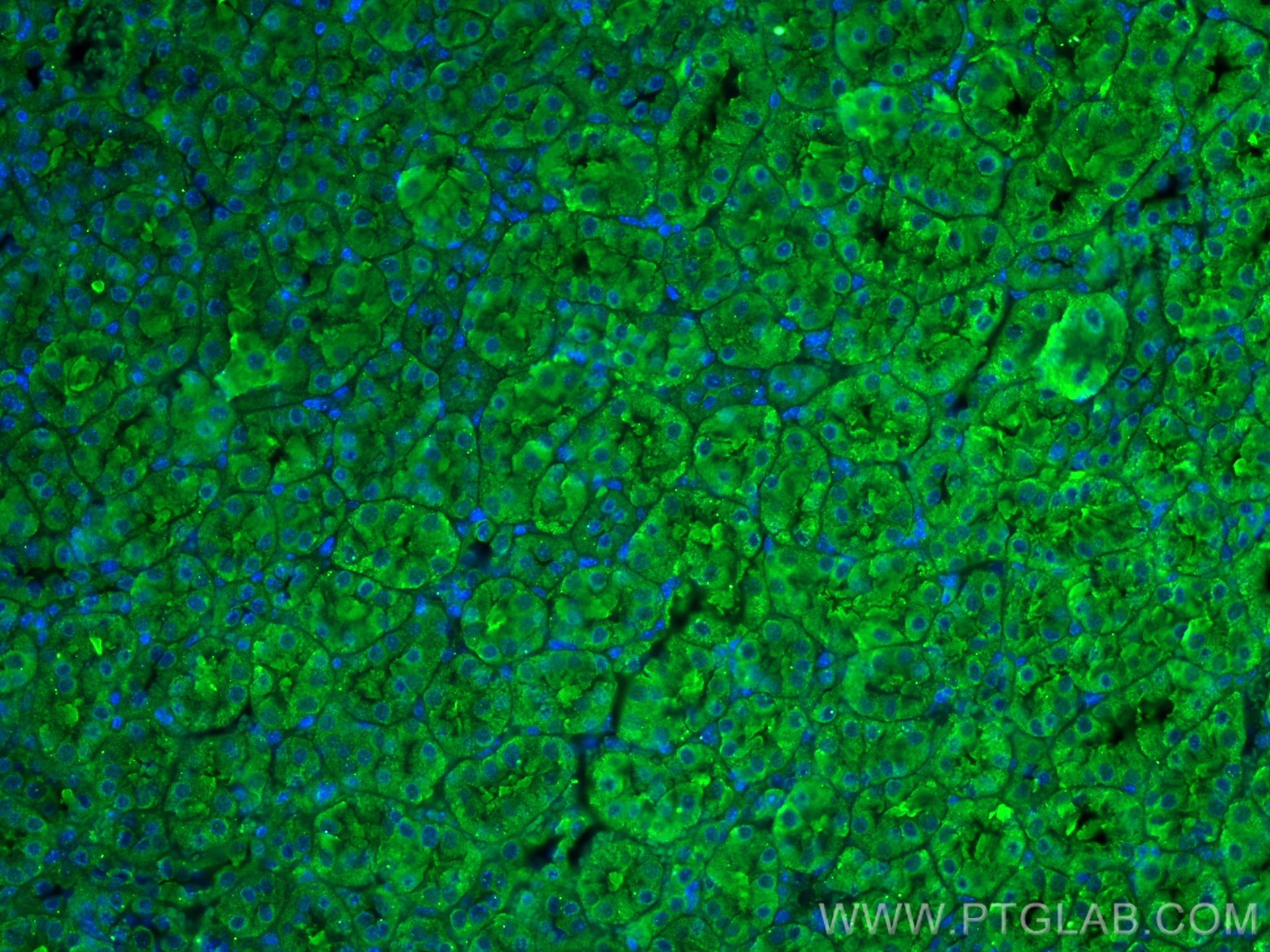 IF Staining of mouse kidney using 66772-1-Ig