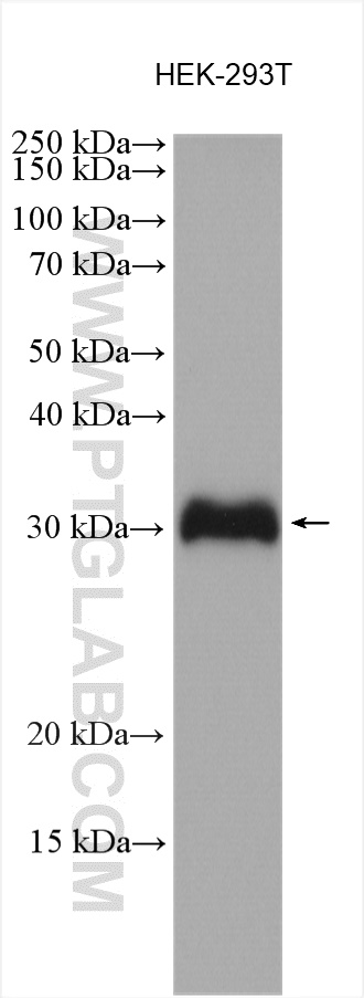 WB analysis using 15434-1-AP