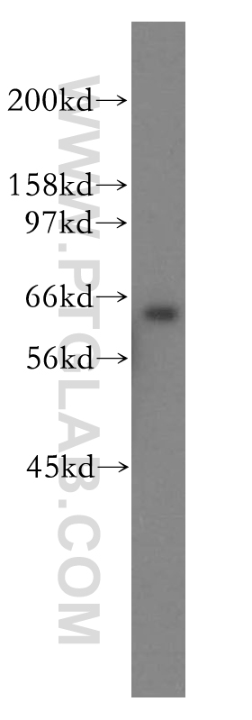 WB analysis of HEK-293 using 13694-1-AP