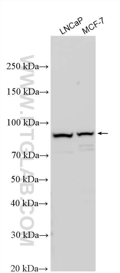 Various lysates were subjected to SDS PAGE followed by western blot with 27176-1-AP (ST14 antibody) at dilution of 1:2000 incubated at room temperature for 1.5 hours. WB analysis using 27176-1-AP