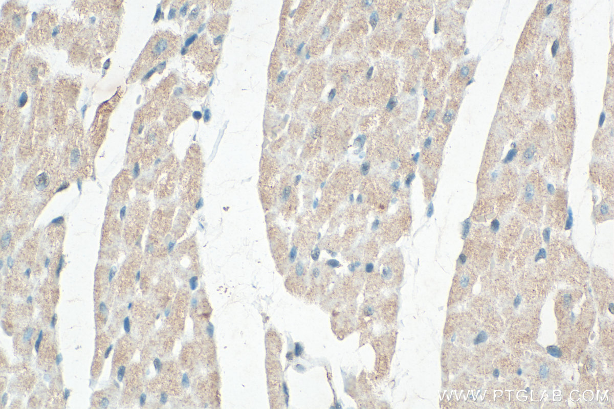 IHC staining of rat heart using 13620-1-AP