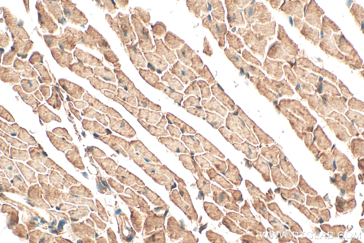 IHC staining of mouse heart using 13620-1-AP