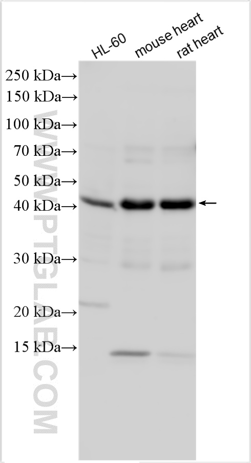 WB analysis using 13620-1-AP