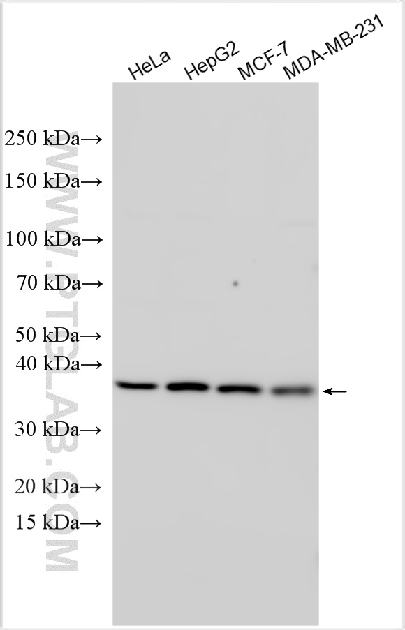 WB analysis using 13546-1-AP