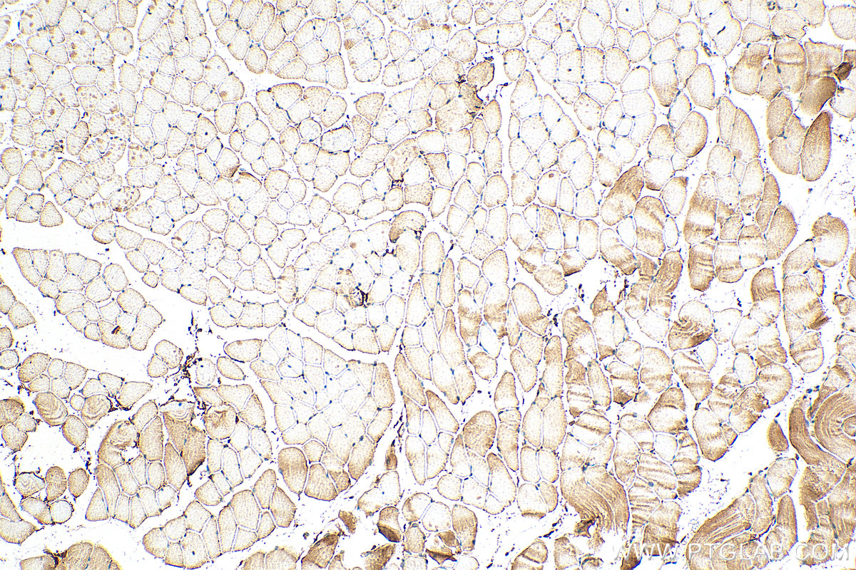 IHC staining of mouse skeletal muscle using 14614-1-AP