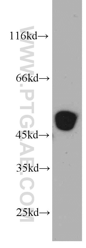 WB analysis of HEK-293 using 14614-1-AP