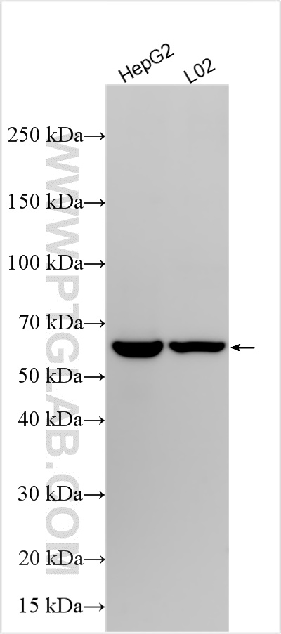WB analysis using 14355-1-AP