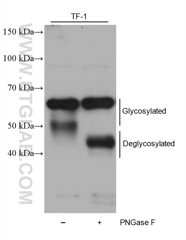 WB analysis of TF-1 using 68633-1-Ig