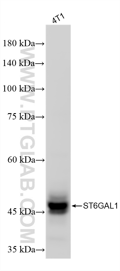 WB analysis of 4T1 using 87468-1-RR WB analysis of 4T1 using 87468-1-RR