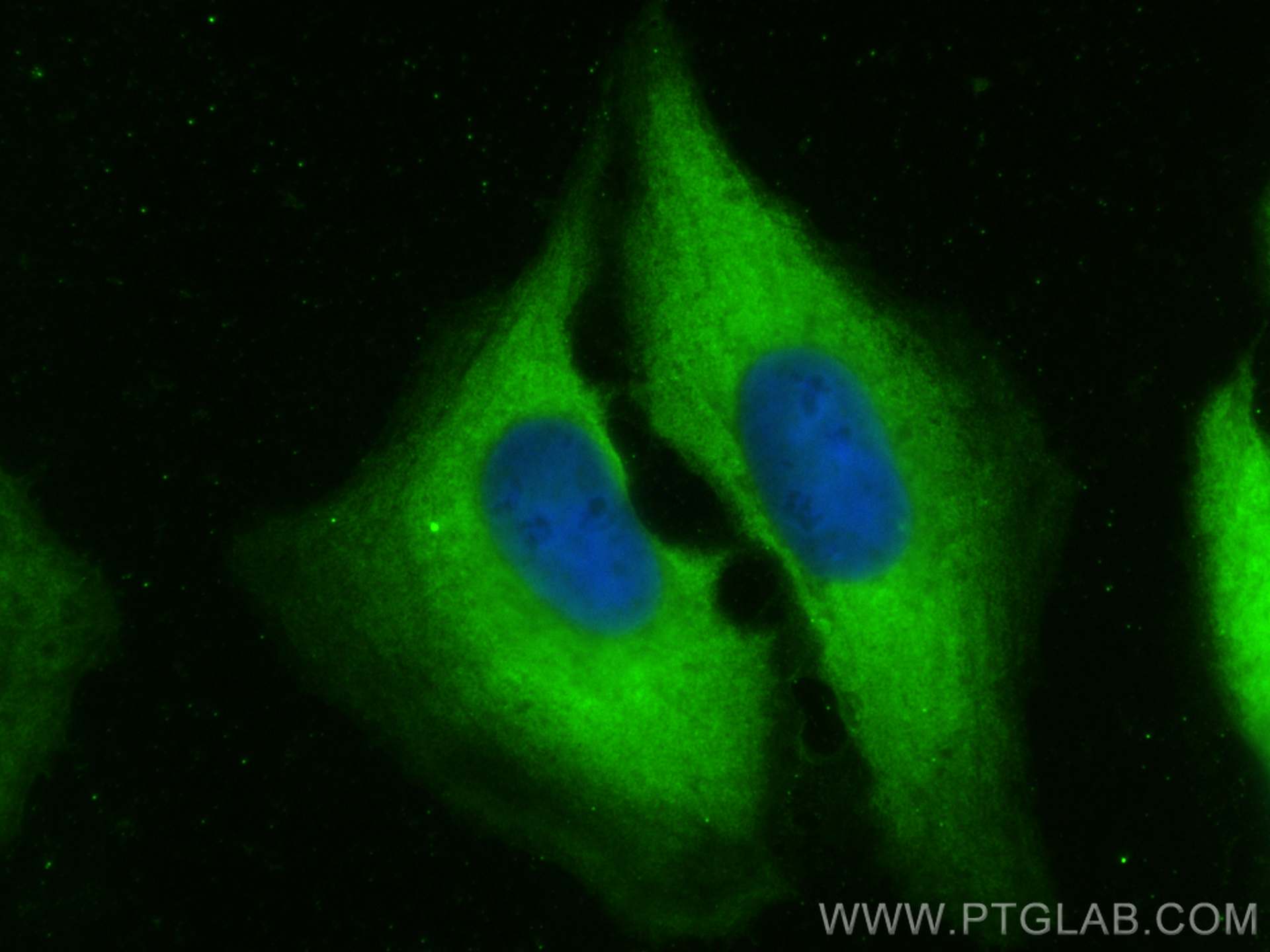 IF Staining of U2OS using CL488-66209