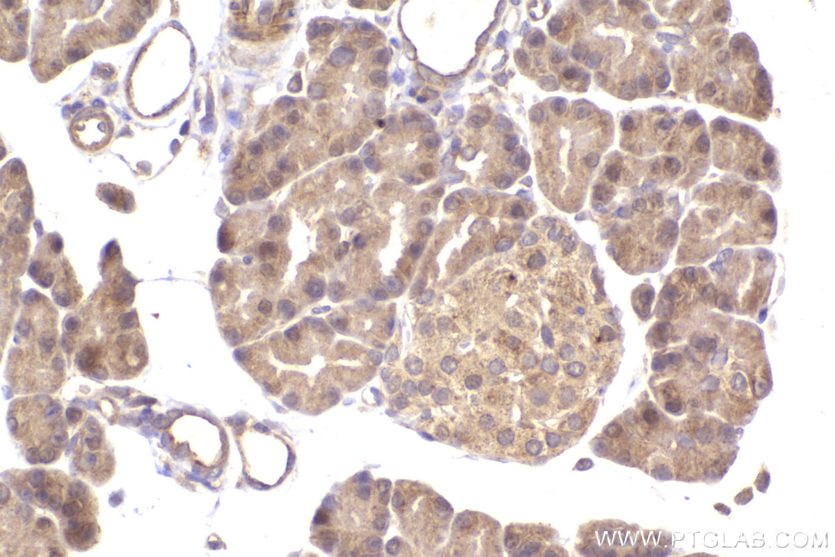IHC staining of rat pancreas using 11945-1-AP