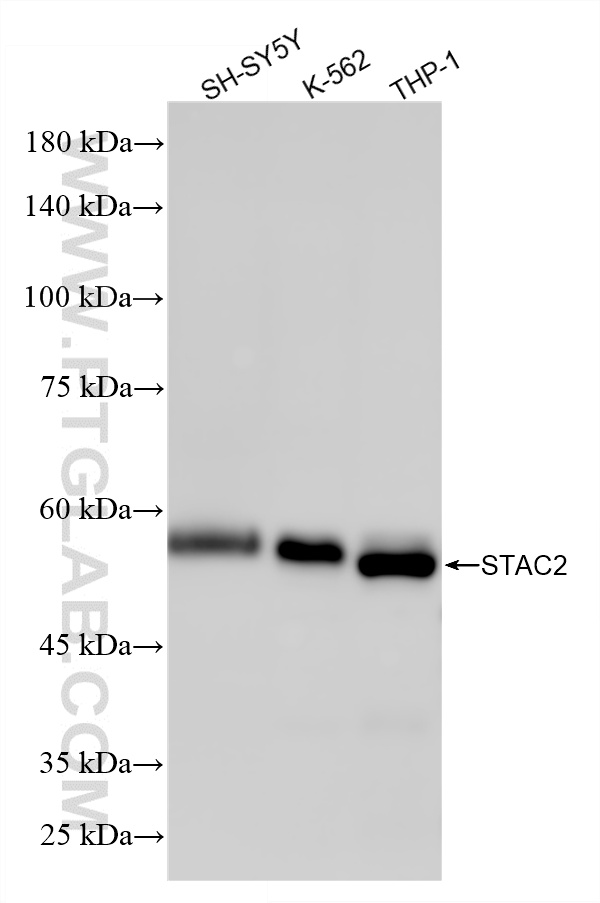 WB analysis using 87115-2-RR (same clone as 87115-2-PBS)