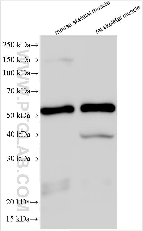 WB analysis using 20392-1-AP