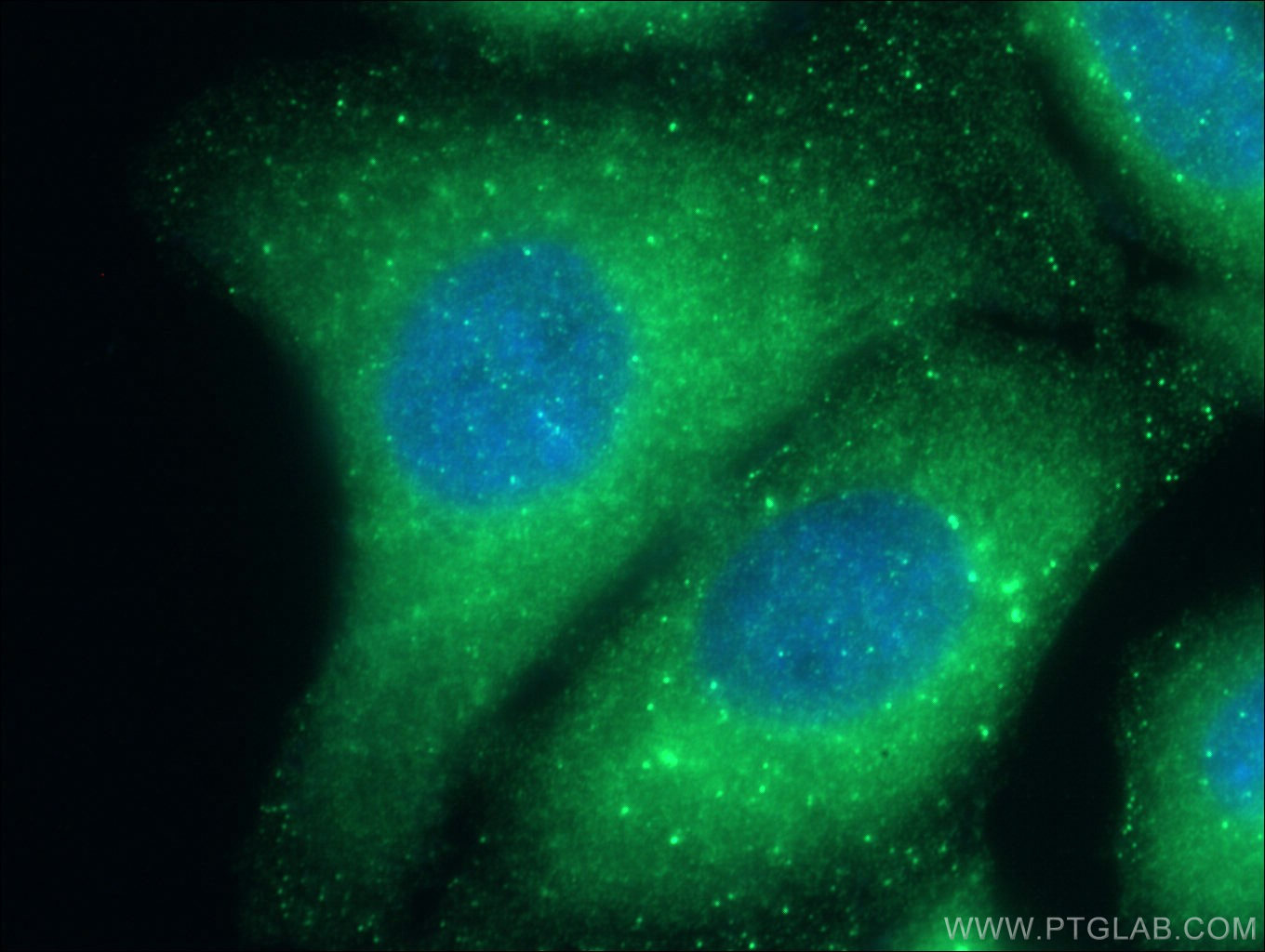 IF Staining of HepG2 using 12434-1-AP