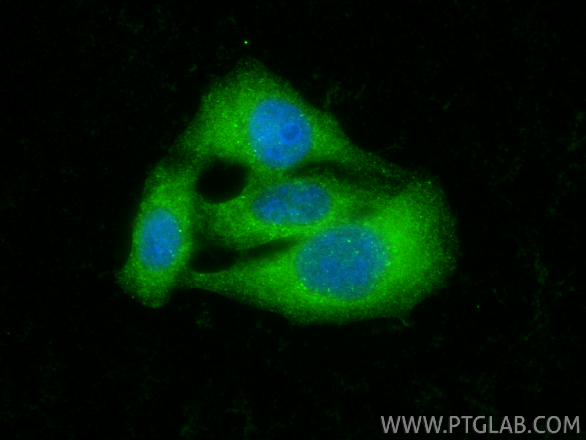 IF Staining of HepG2 using 12434-1-AP