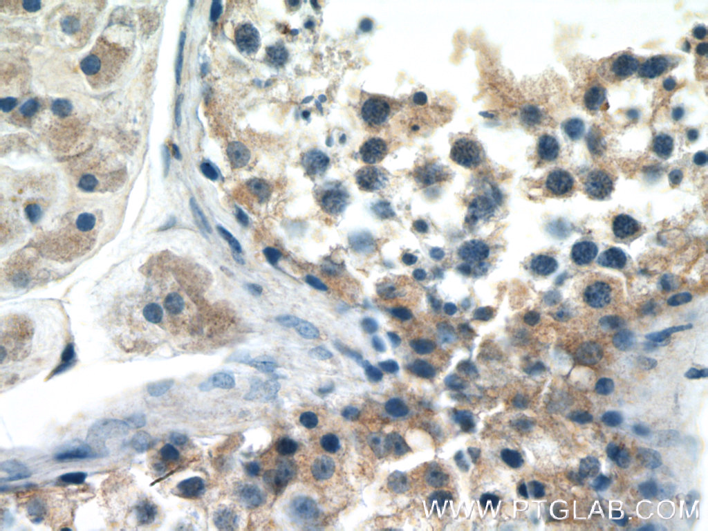 IHC staining of human testis using 12434-1-AP