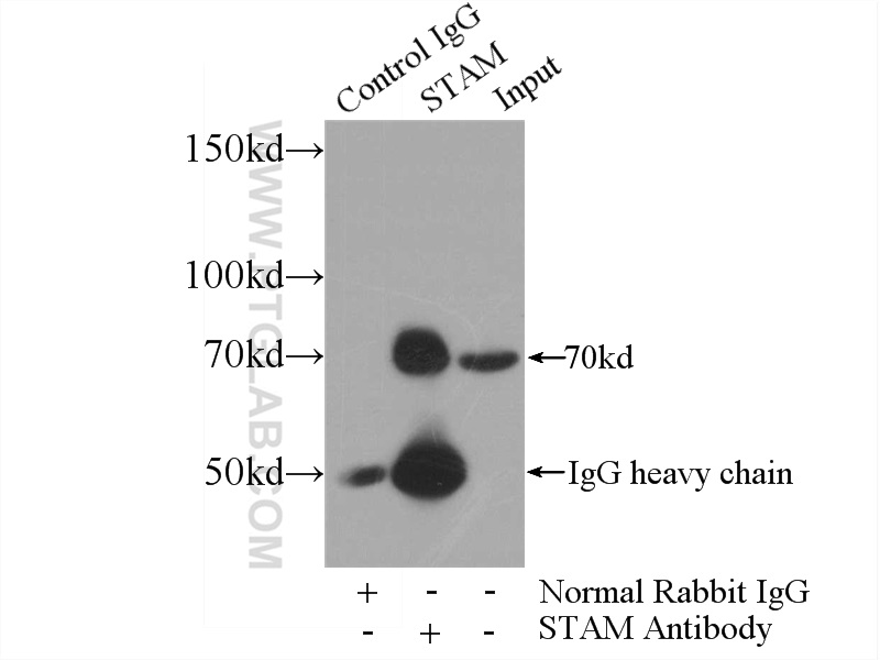 IP experiment of PC-3 using 12434-1-AP