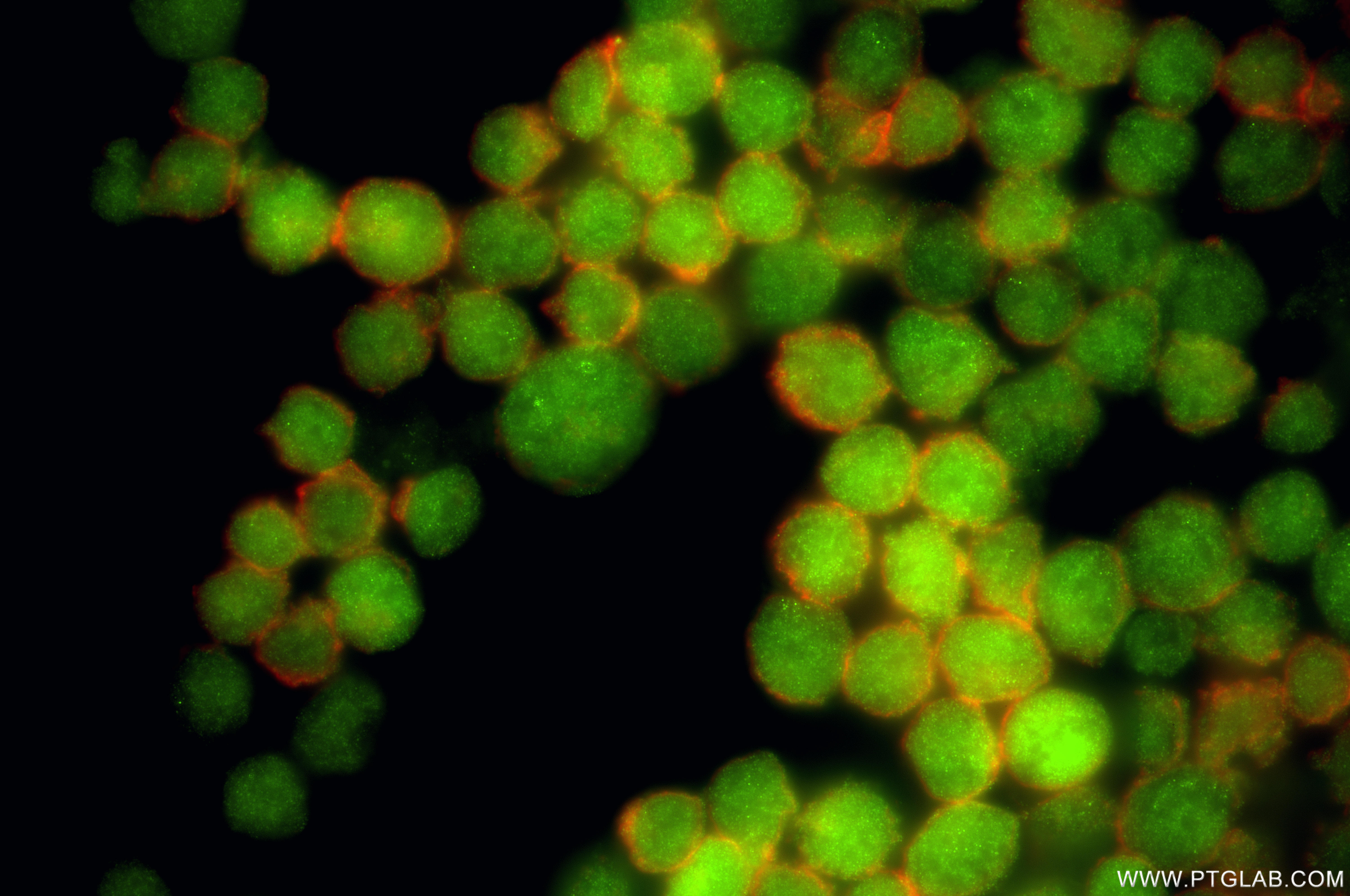 IF Staining of K-562 using 86601-3-RR