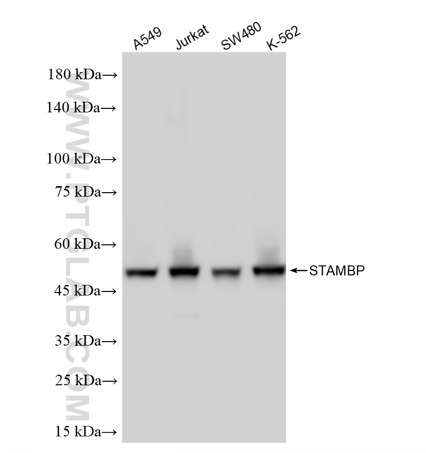 WB analysis using 86601-3-RR