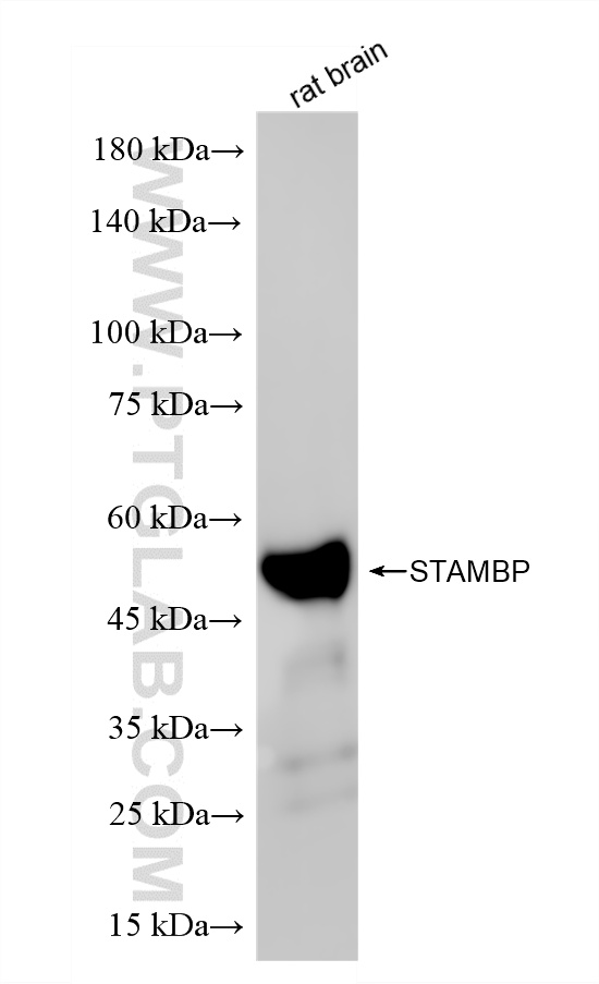 WB analysis of rat brain using 86601-3-RR