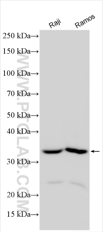WB analysis using 31732-1-AP
