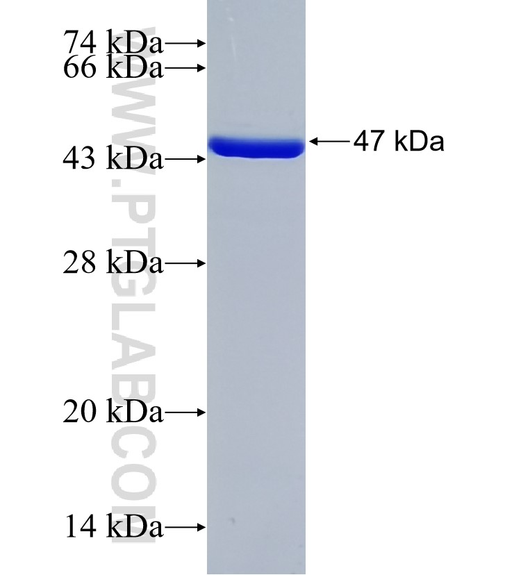 STAP1 fusion protein Ag35196 SDS-PAGE