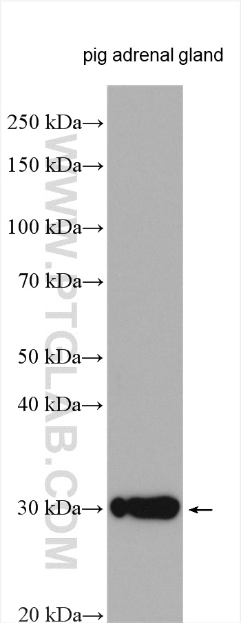 WB analysis using 12225-1-AP