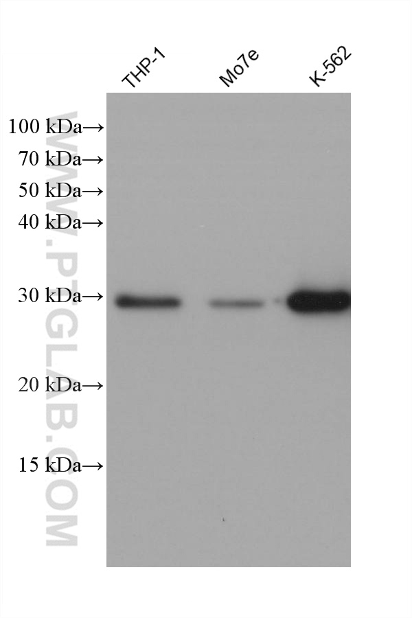 WB analysis using 67130-1-Ig
