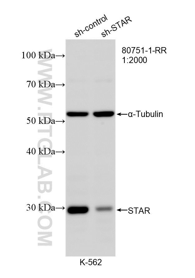 WB analysis of K-562 using 80751-1-RR