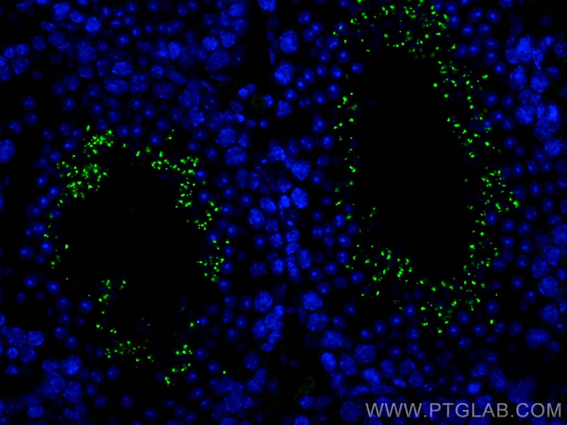 IF Staining of mouse testis using CL488-12225