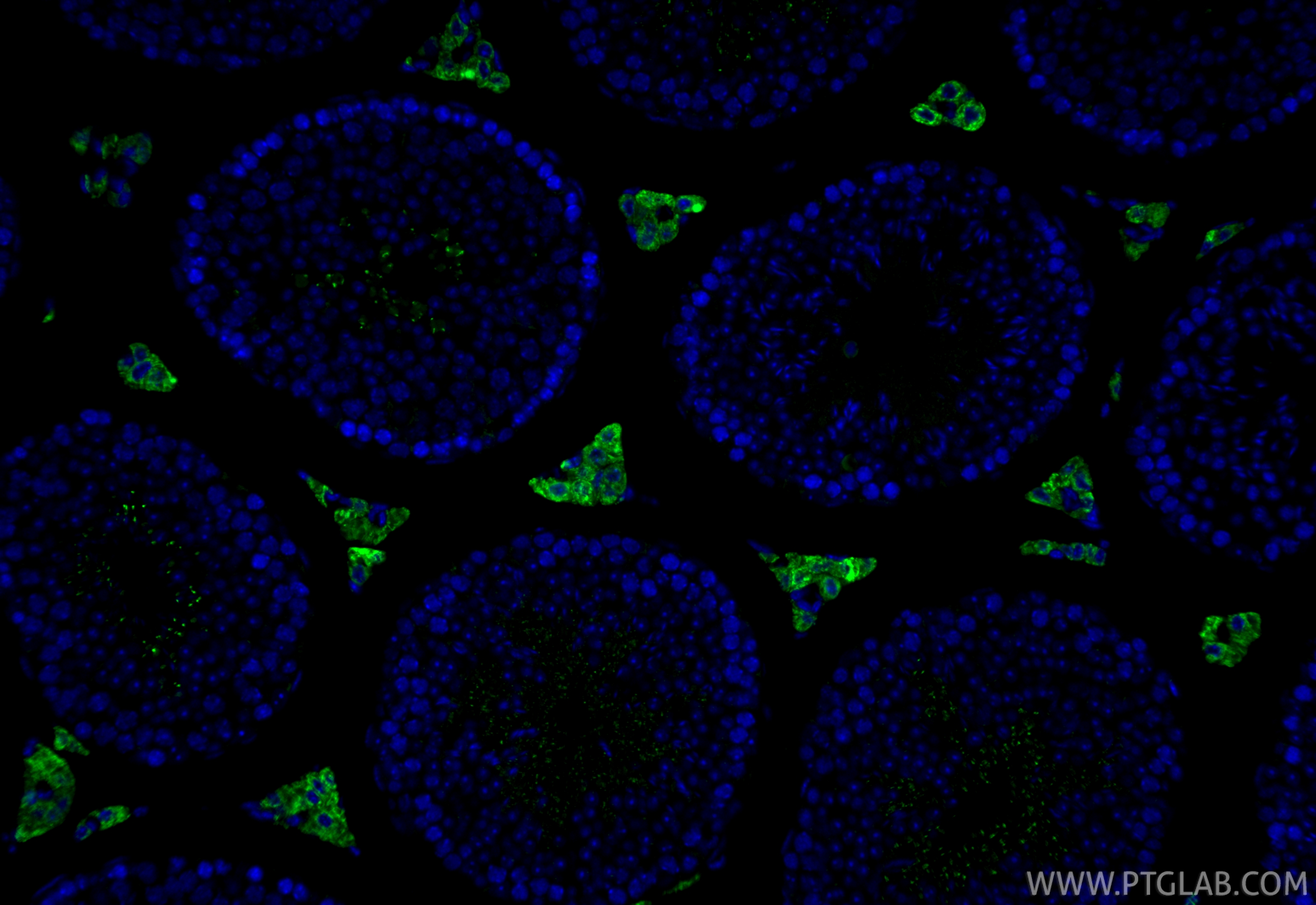 IF Staining of mouse testis using CL488-12225 IF Staining of mouse testis using CL488-12225
