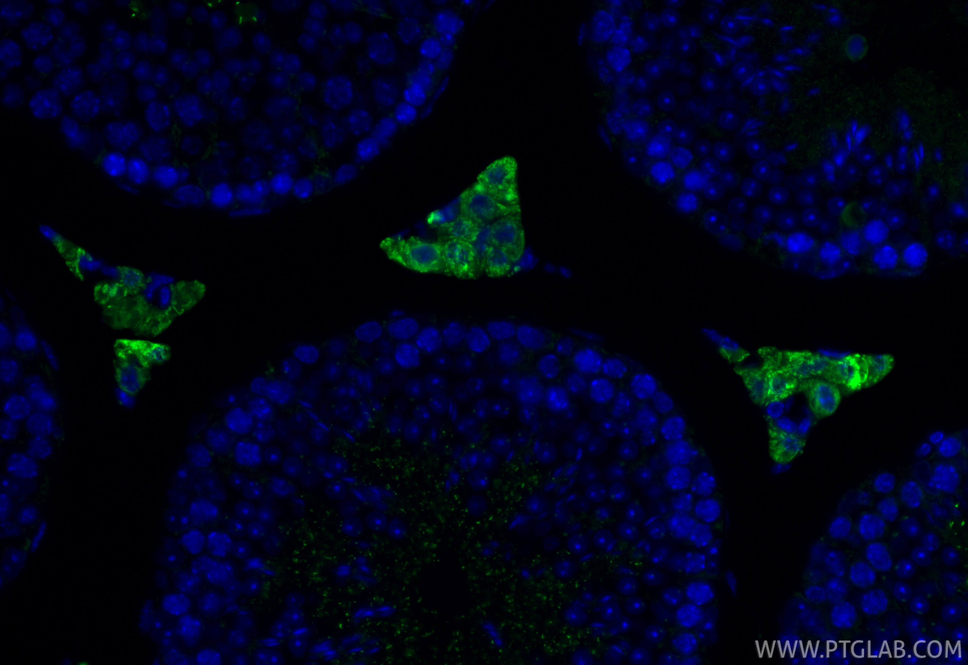 IF Staining of mouse testis using CL488-12225 IF Staining of mouse testis using CL488-12225