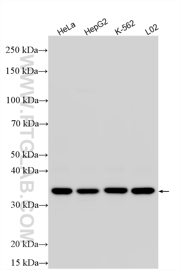 Various lysates were subjected to SDS PAGE followed by western blot with 15689-1-AP (STARD7 antibody) at dilution of 1:10000 incubated at room temperature for 1.5 hours. WB analysis using 15689-1-AP