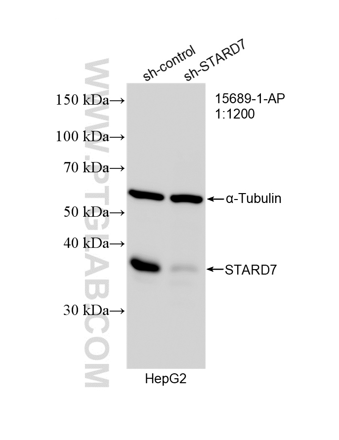 WB analysis of HepG2 using 15689-1-AP WB analysis of HepG2 using 15689-1-AP