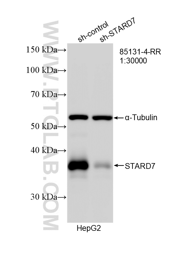 WB analysis of HepG2 using 85131-4-RR (same clone as 85131-4-PBS) WB analysis of HepG2 using 85131-4-RR (same clone as 85131-4-PBS)