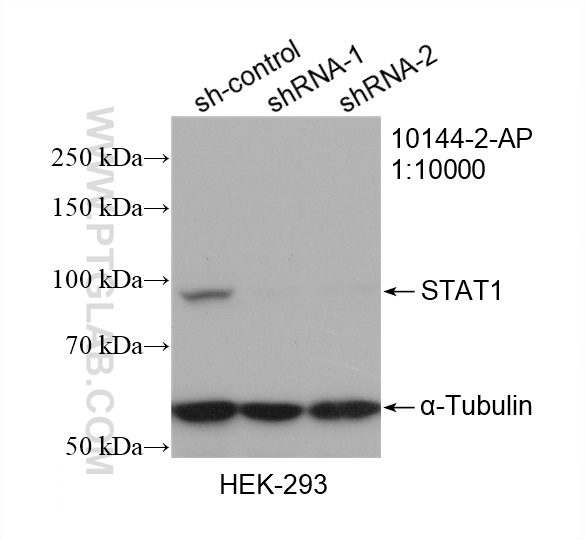 WB analysis of HEK-293 using 10144-2-AP