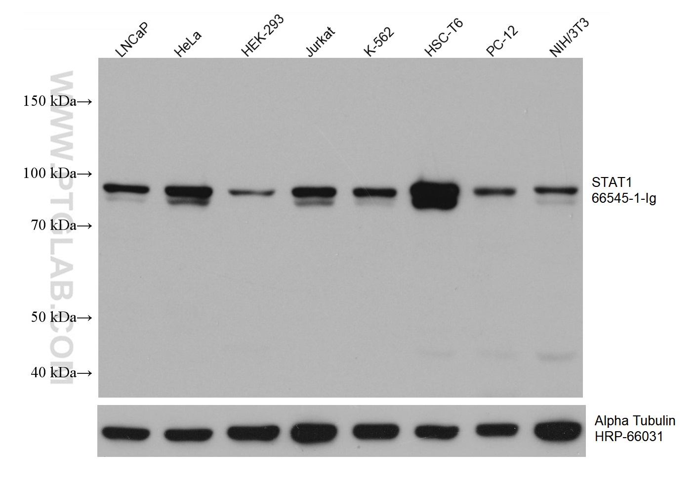 WB analysis using 66545-1-Ig